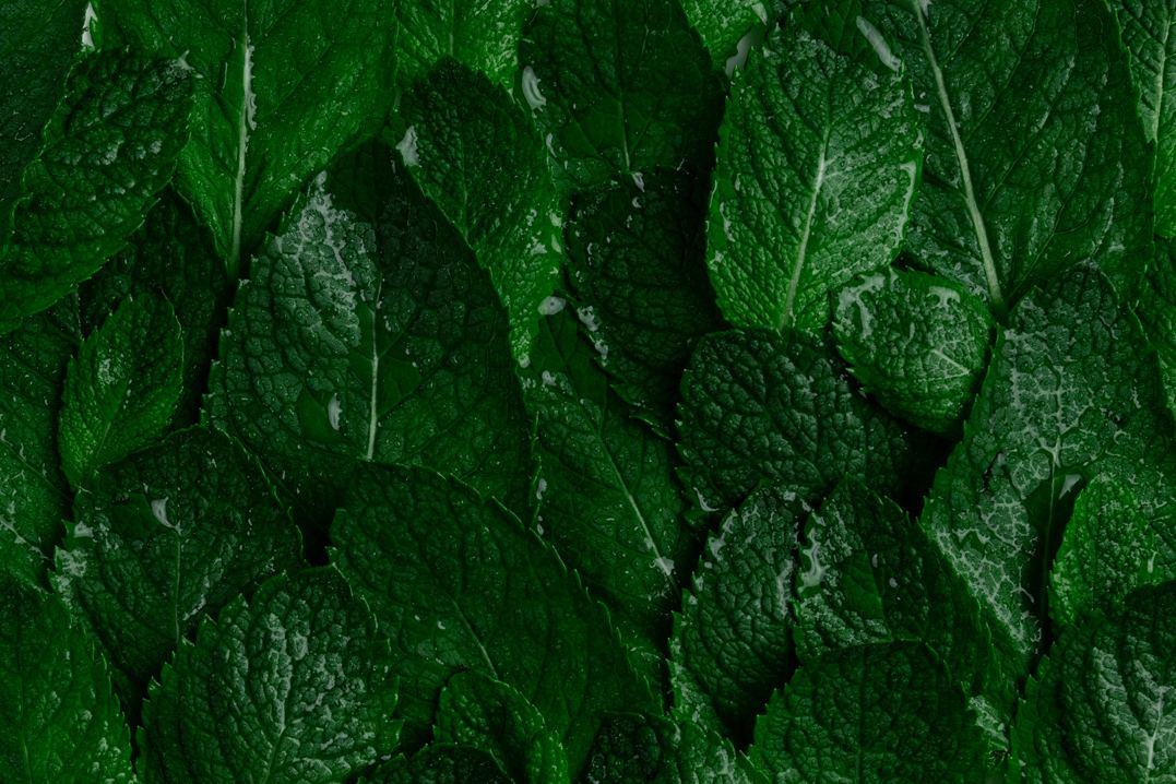 Vivid green mint leaves lit from behind
